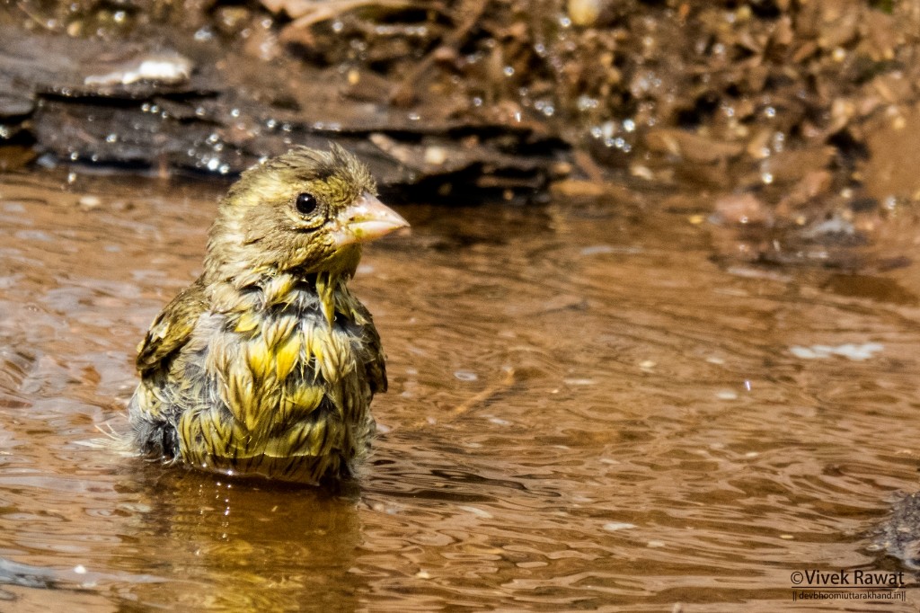 Yellow-breasted Greenfinch - Vivek Rawat