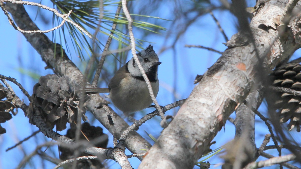 Crested Tit - ML84426821