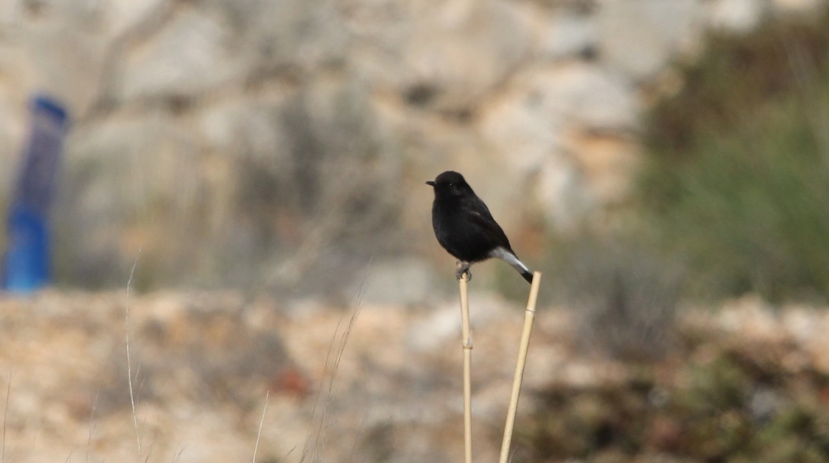 Black Wheatear - ML84426871