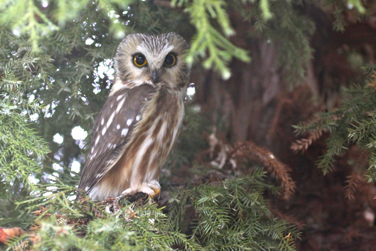 Northern Saw-whet Owl - ML84426921