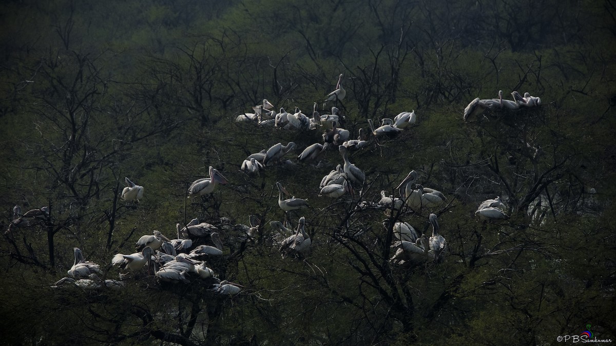 Spot-billed Pelican - ML84426951