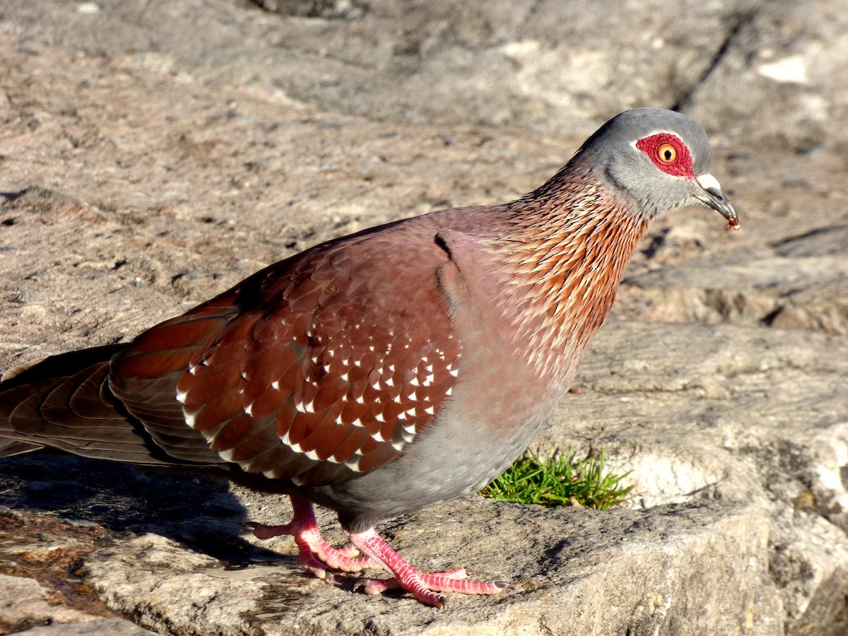 Speckled Pigeon - Scott Winton