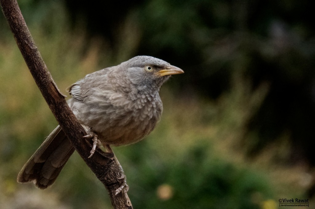 Jungle Babbler - Vivek Rawat