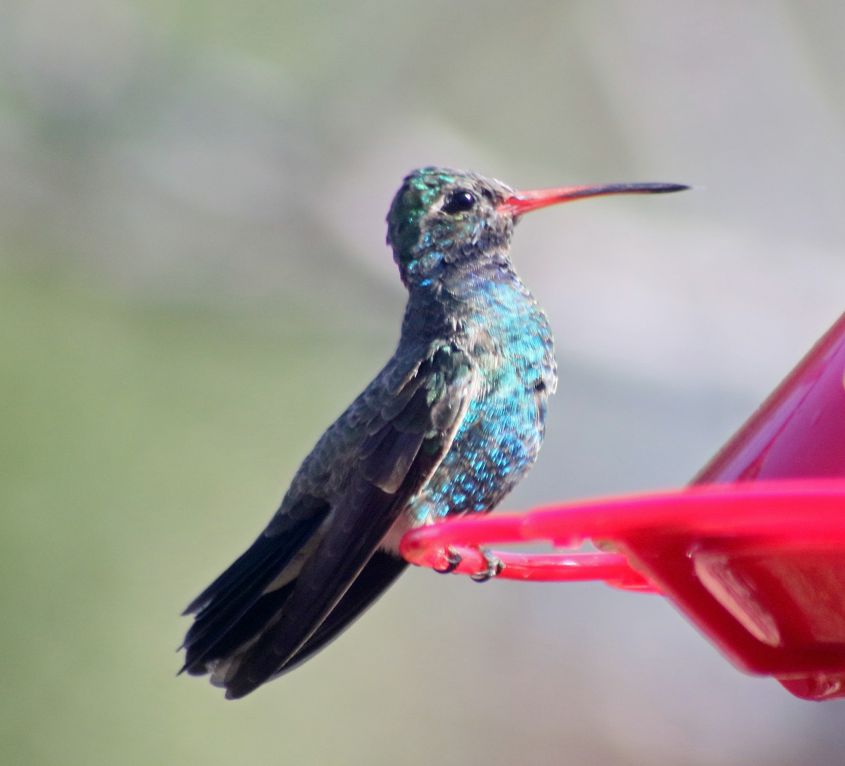 Broad-billed Hummingbird - Dika Golovatchoff
