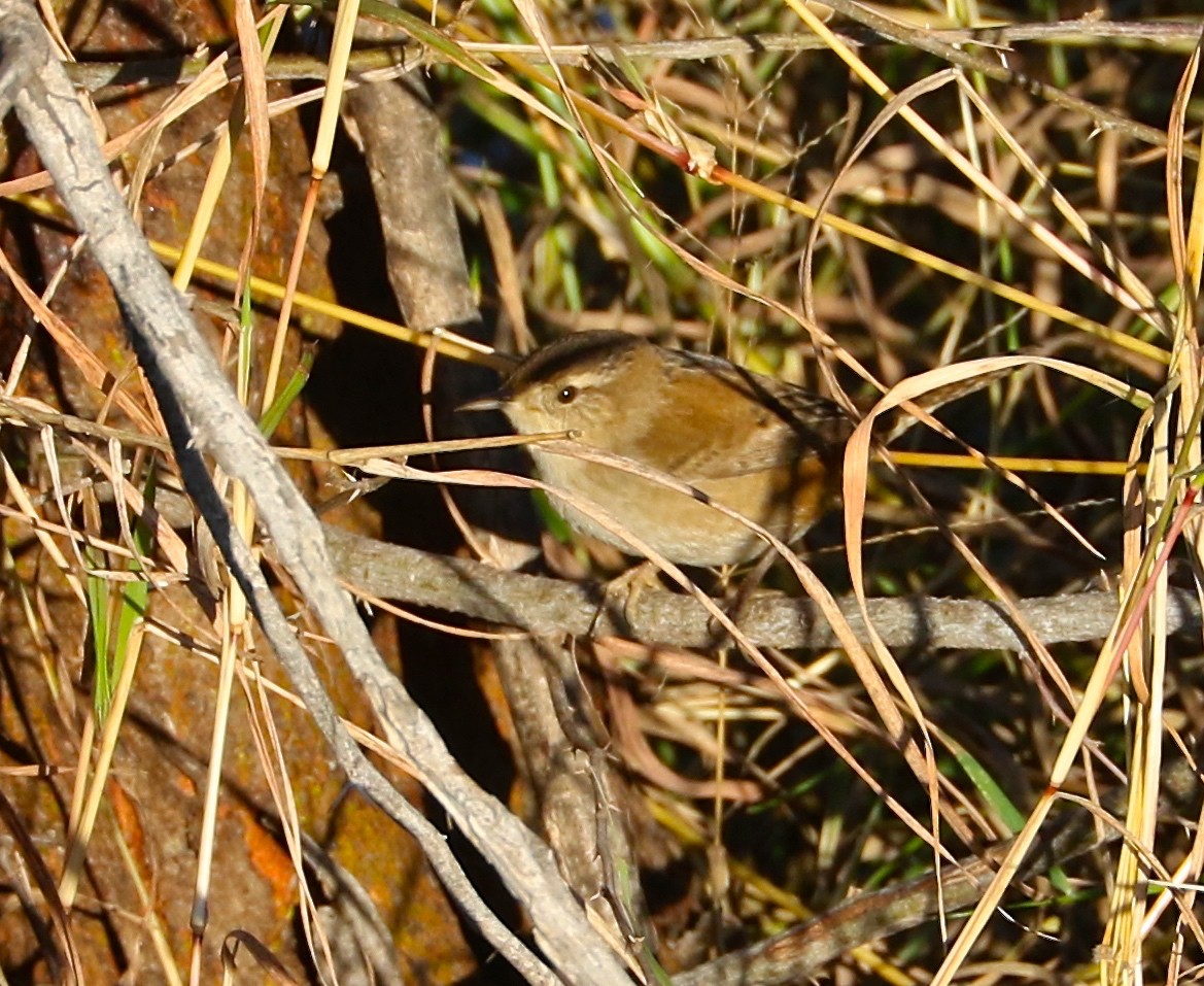 Marsh Wren - ML84429091