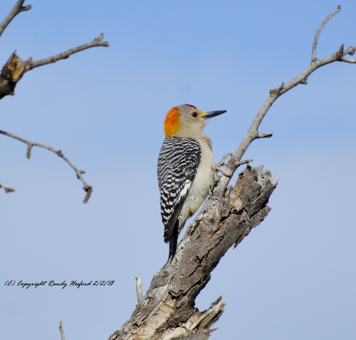 Golden-fronted Woodpecker - Randy Hesford