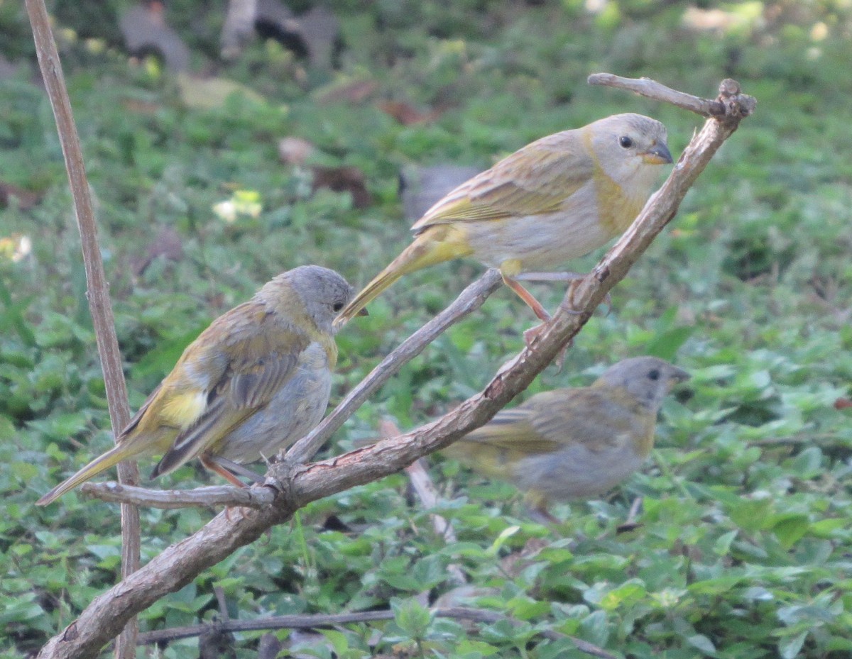 Saffron Finch - Brian M. Delaney