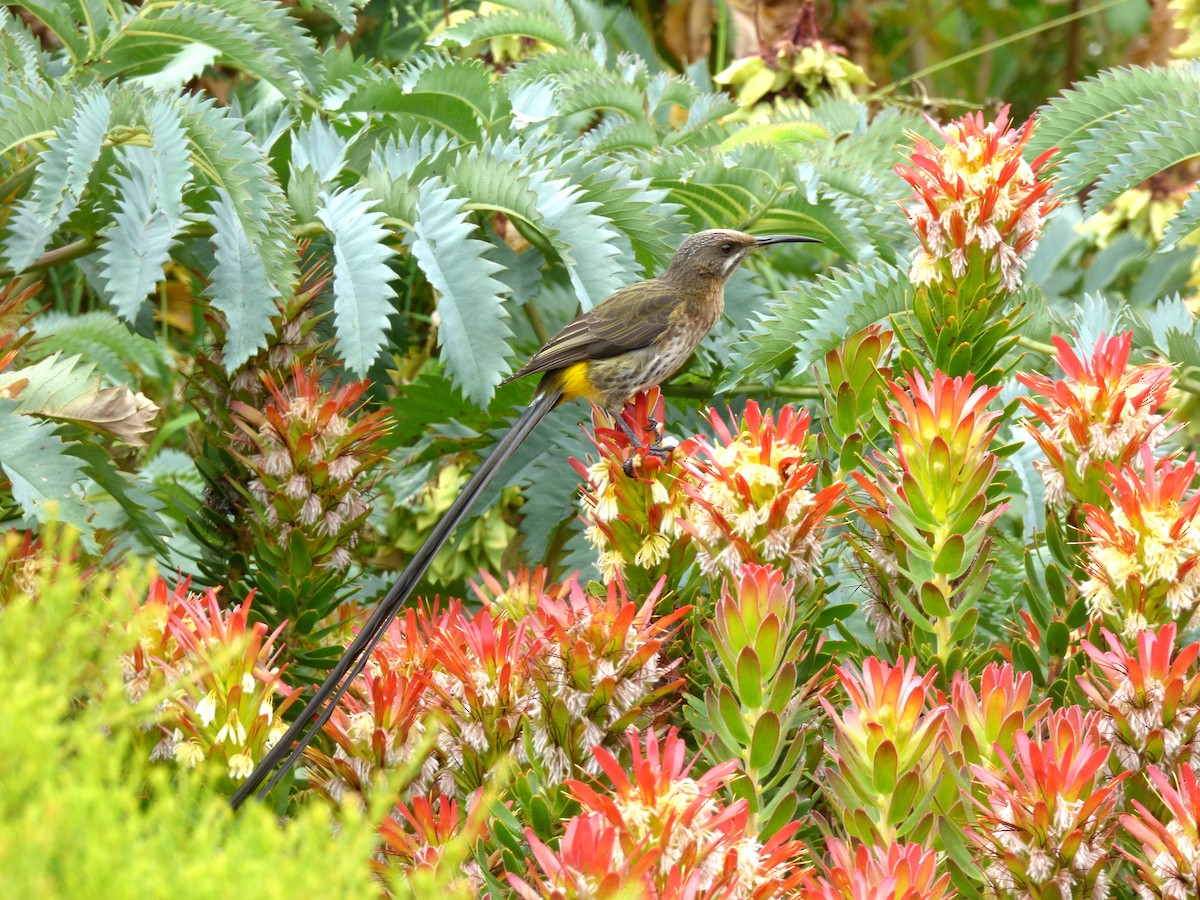 Cape Sugarbird - Scott Winton