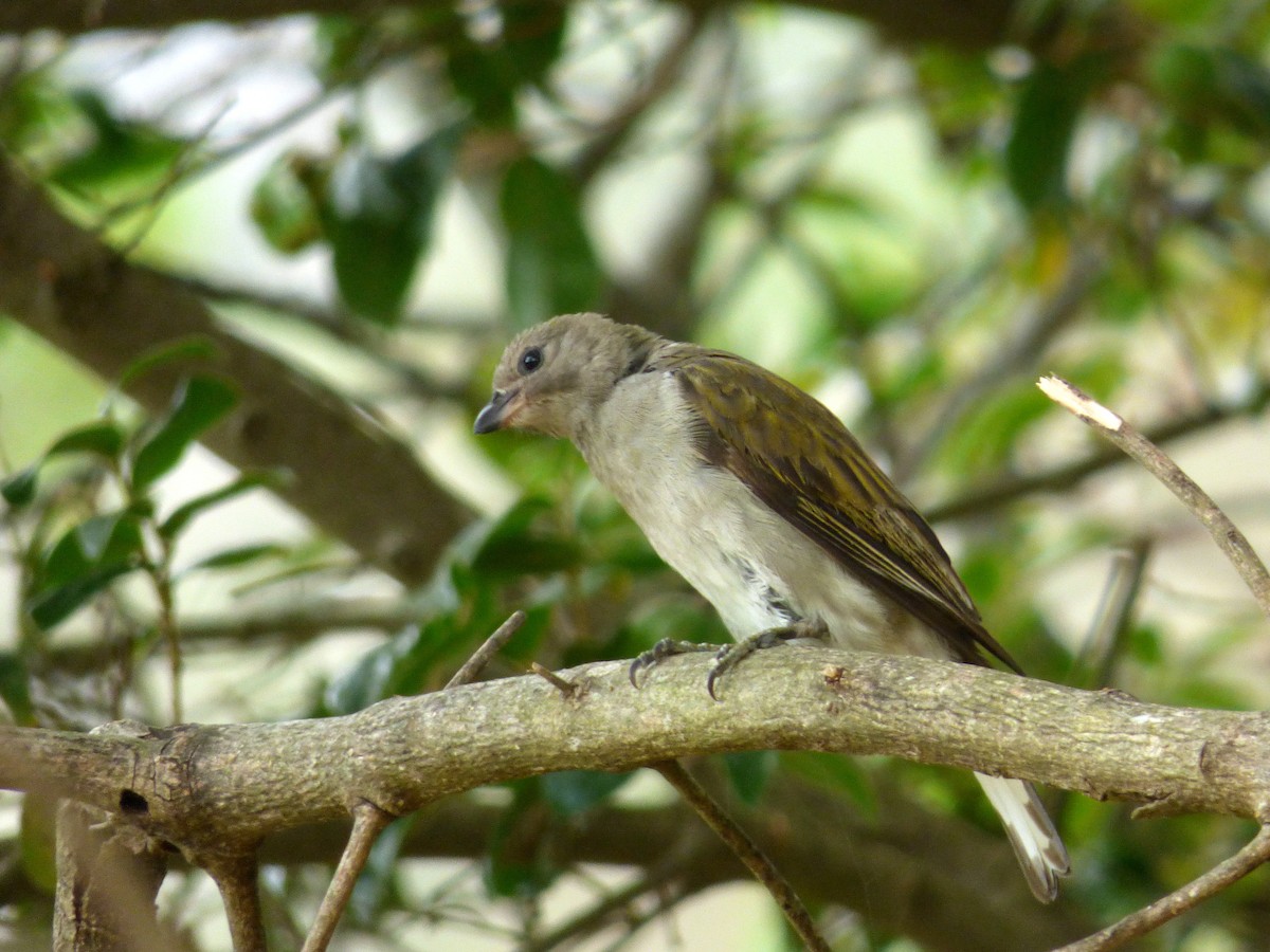 Lesser Honeyguide (Lesser) - Scott Winton