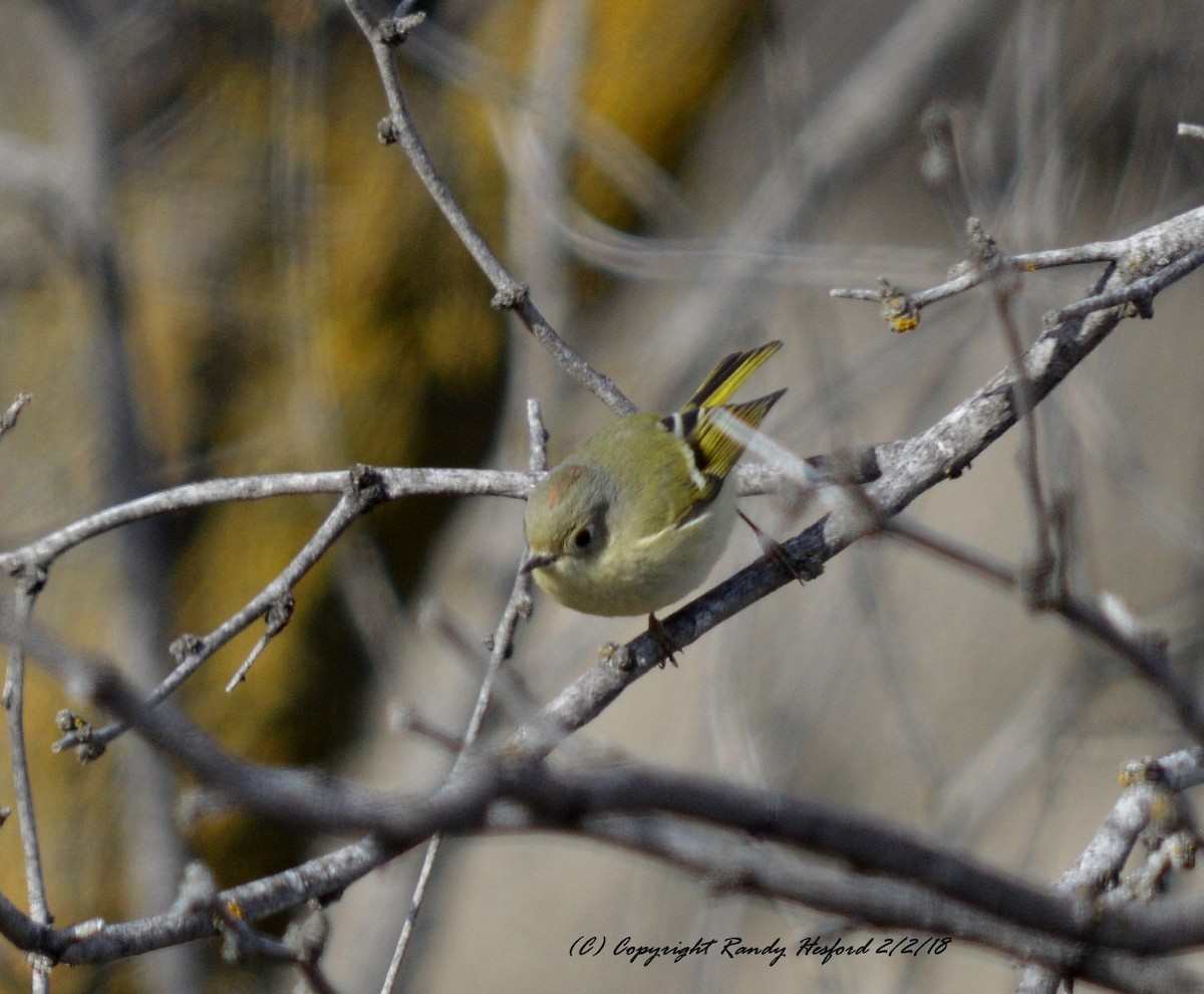 Ruby-crowned Kinglet - Randy Hesford