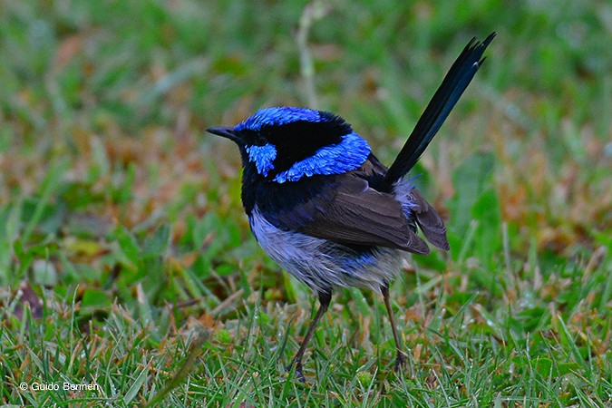 Superb Fairywren - Guido Bennen