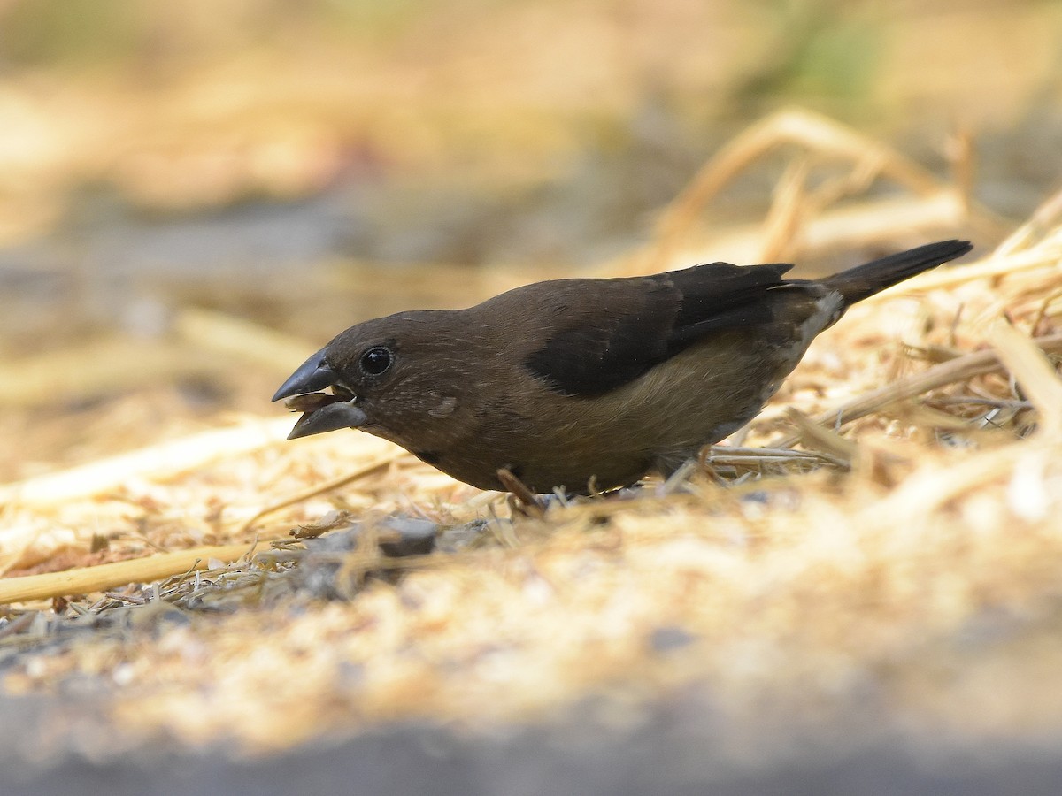 Black-throated Munia - ML84431521