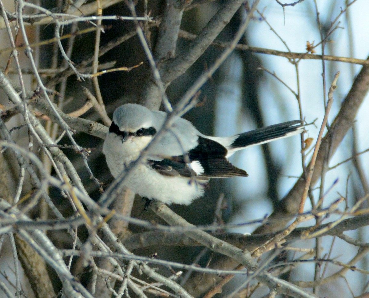 Northern Shrike - jean pierre machet