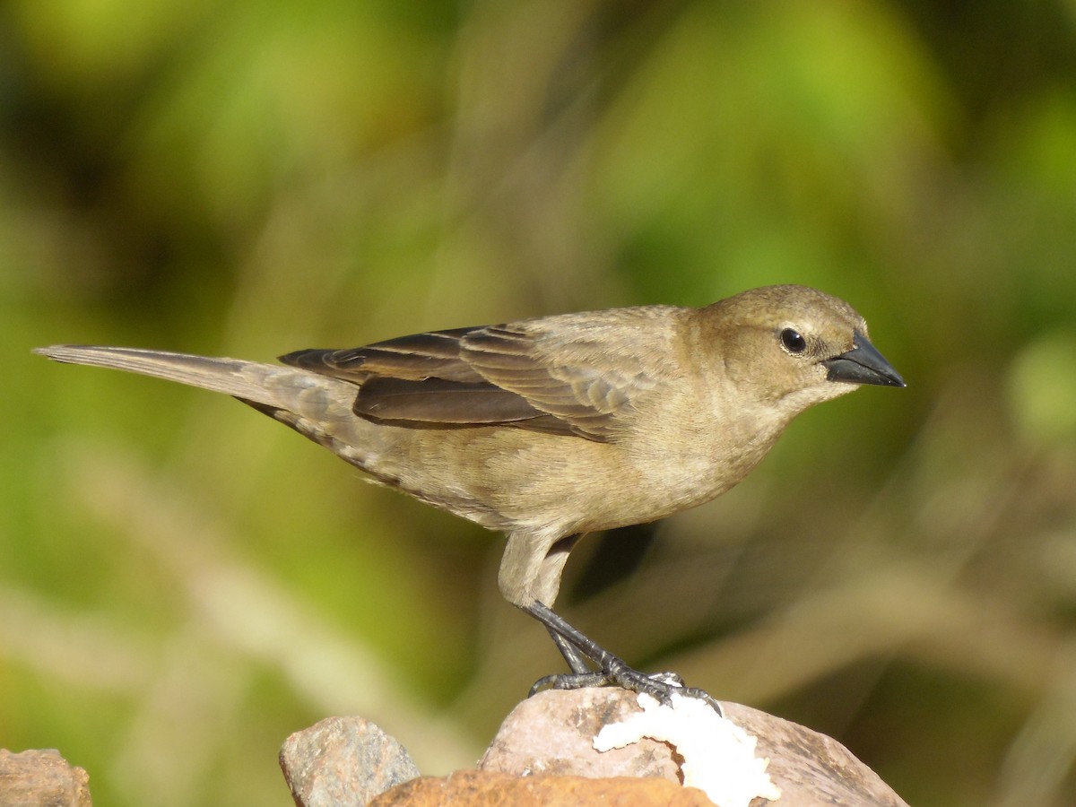 Shiny Cowbird - Tarran Maharaj