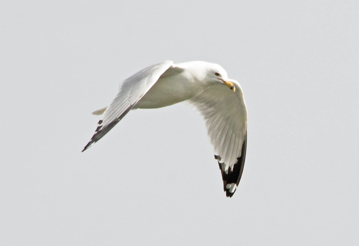 Ring-billed Gull - Dale Pate