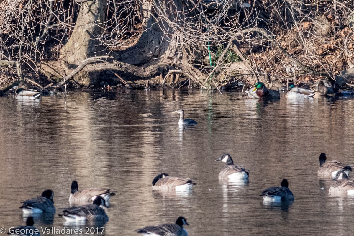 Red-necked Grebe - ML84435881