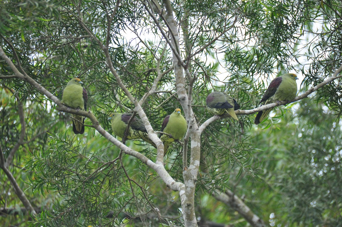 Whistling Green-Pigeon (Taiwan) - ML84436161