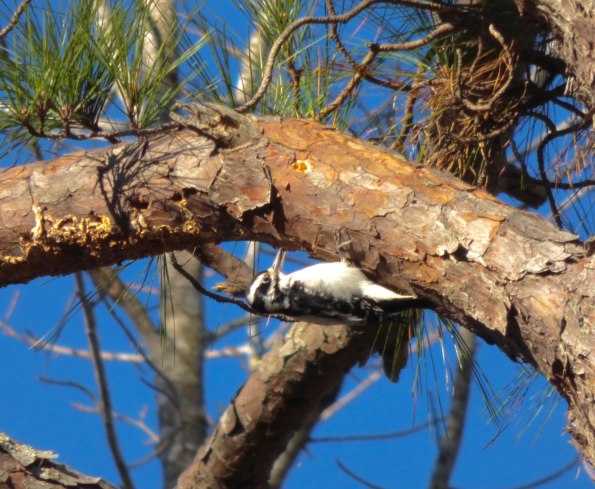 Hairy Woodpecker - ML84436971