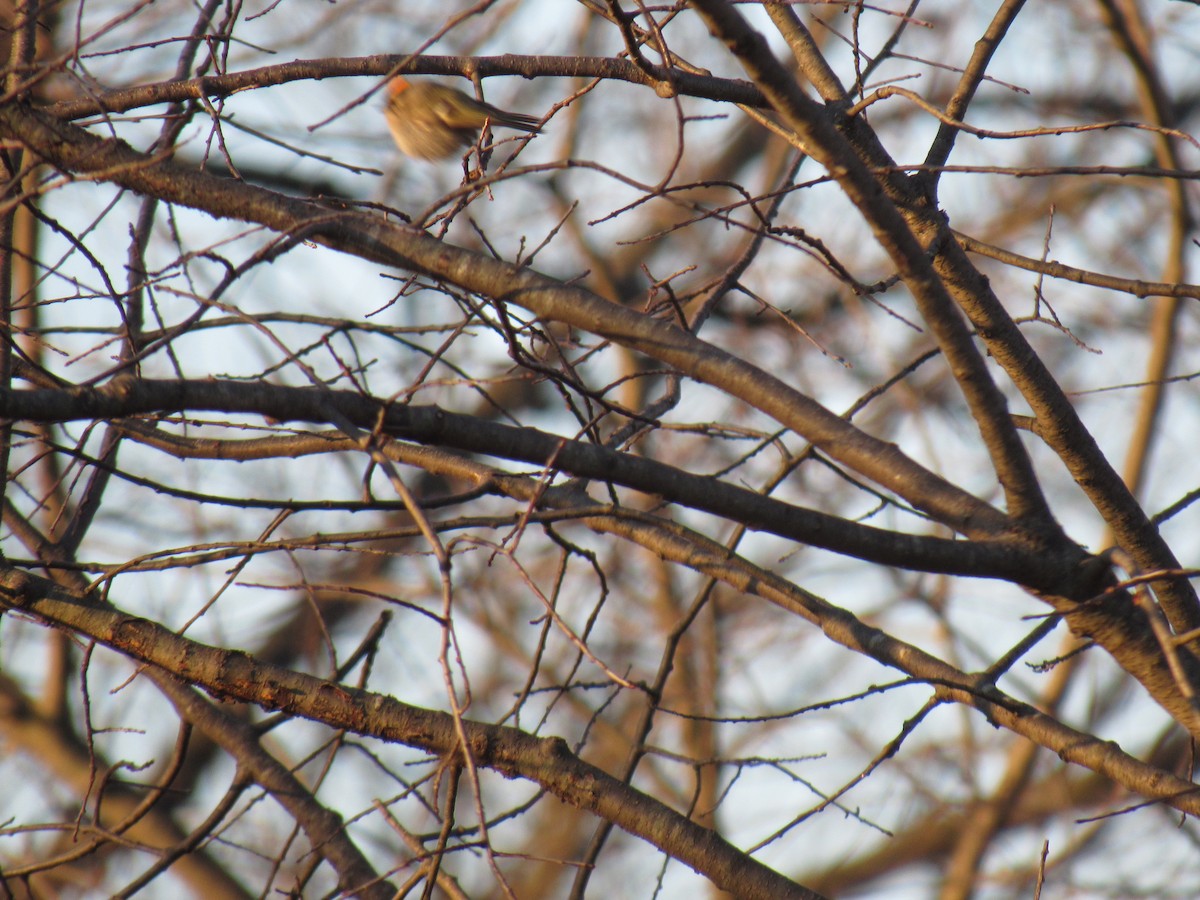 Golden-crowned Kinglet - John Coyle