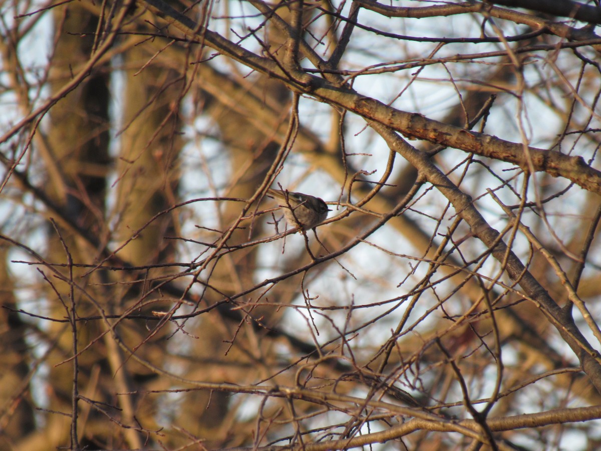 Golden-crowned Kinglet - ML84438161