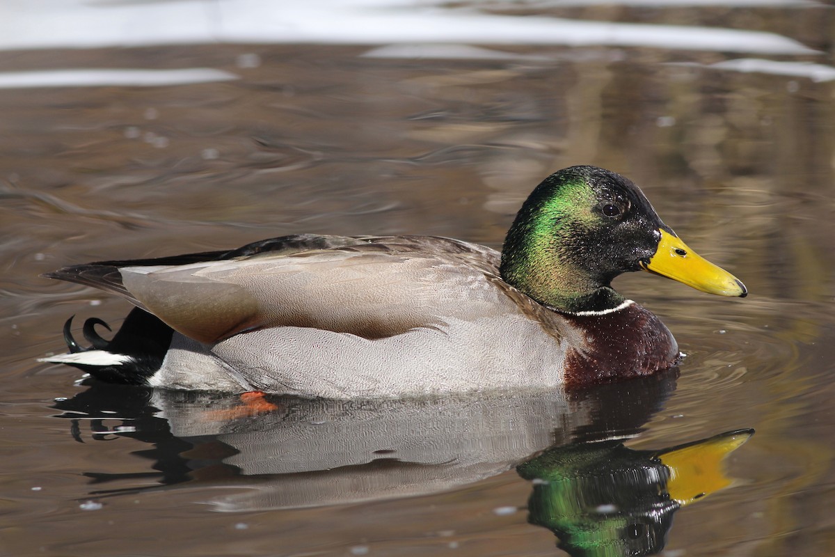 Mallard - ML84439711