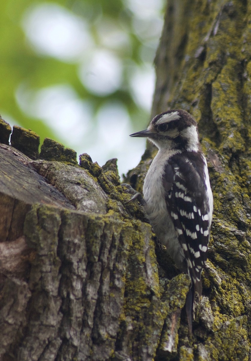 Downy Woodpecker - ML84441521