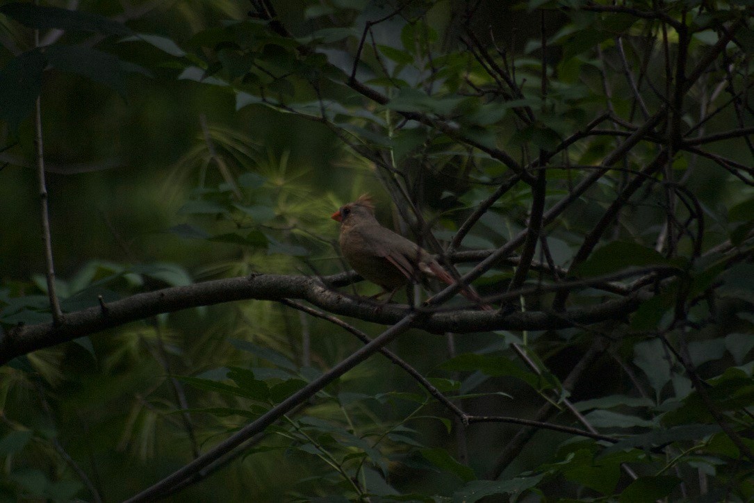 Northern Cardinal - ML84441551