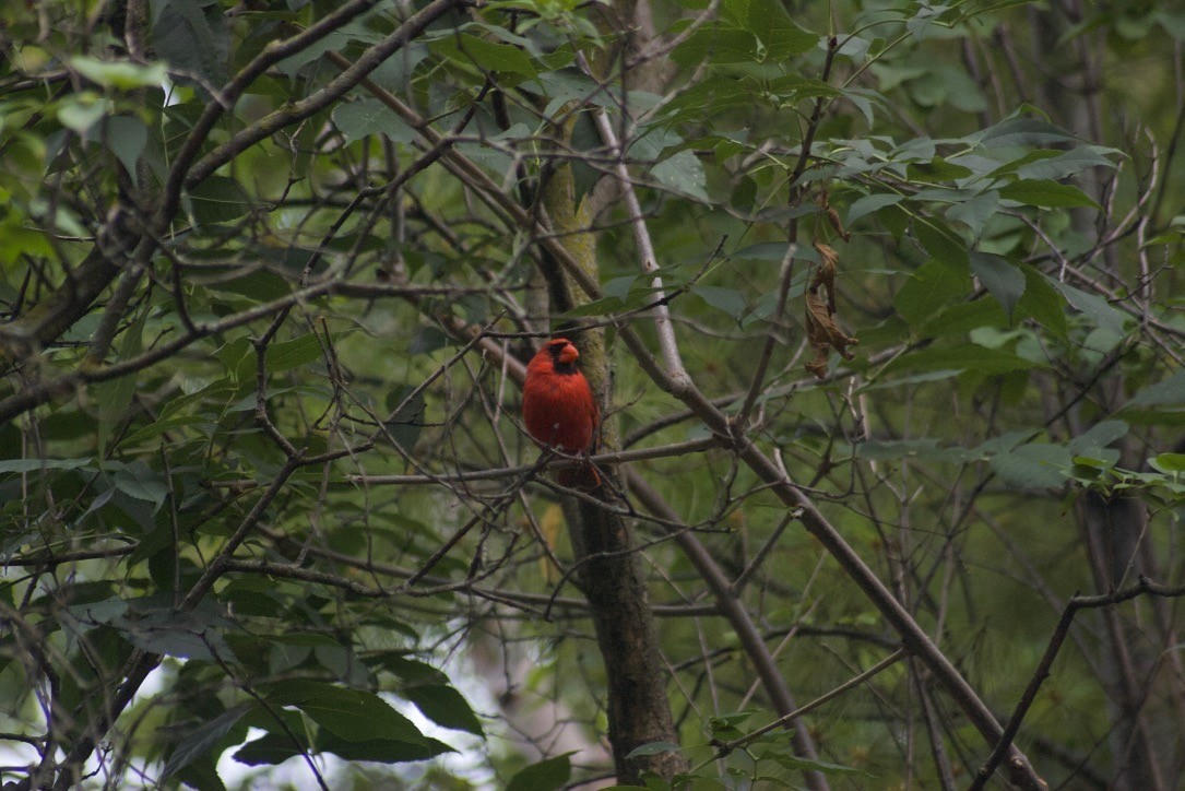 Northern Cardinal - ML84441561