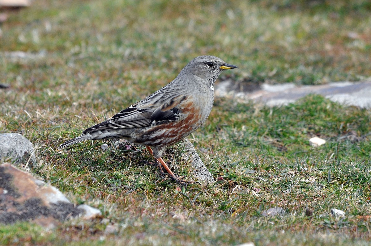 Alpine Accentor - Antonio Ceballos Barbancho