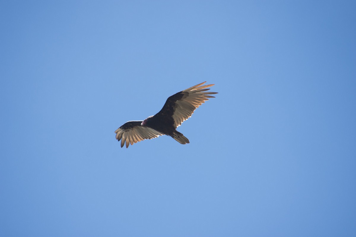 Turkey Vulture (Northern) - ML84443151