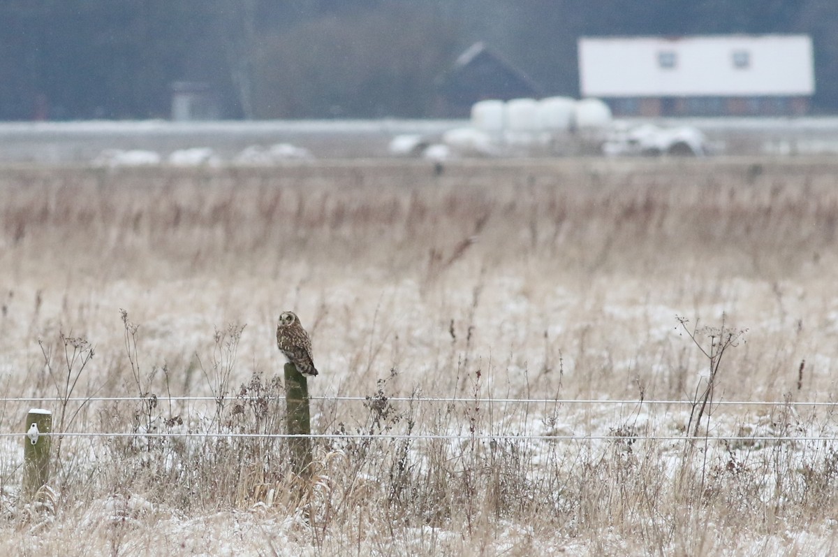 Short-eared Owl - ML84443801