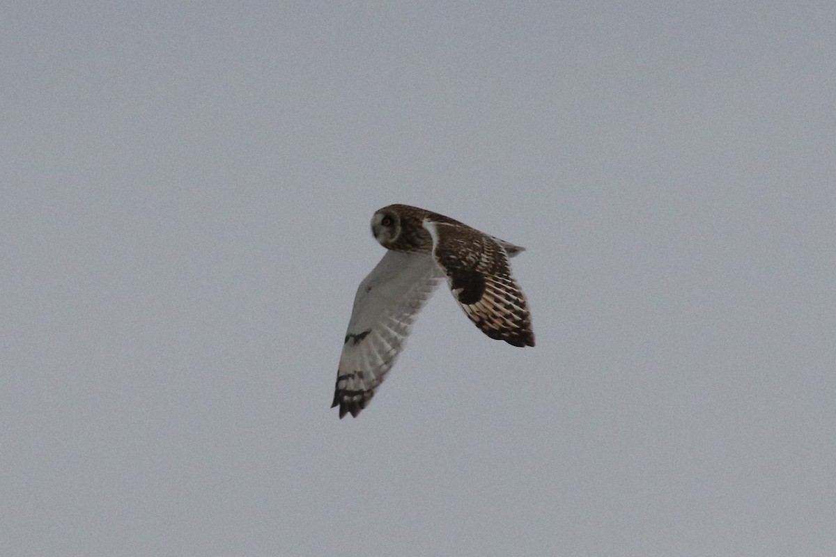 Short-eared Owl - ML84443841