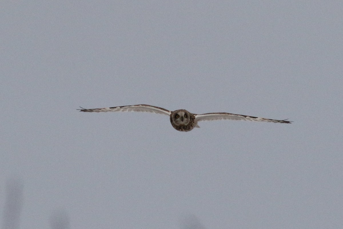 Short-eared Owl - ML84443851