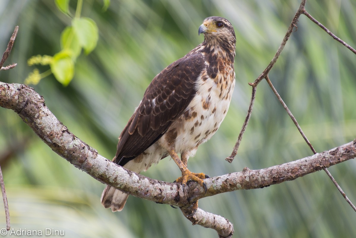 Rufous Crab Hawk - Adriana Dinu