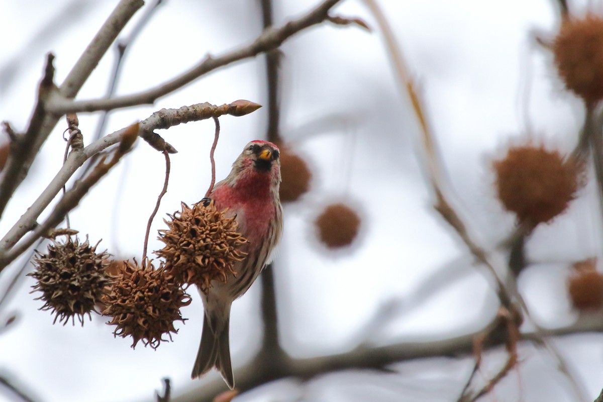 Redpoll (Common) - ML84449061