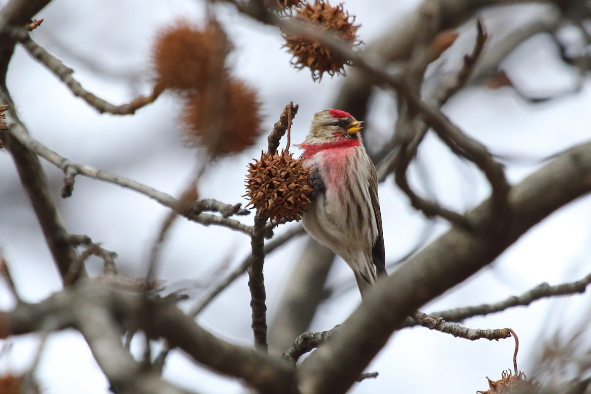 Redpoll (Common) - ML84449071
