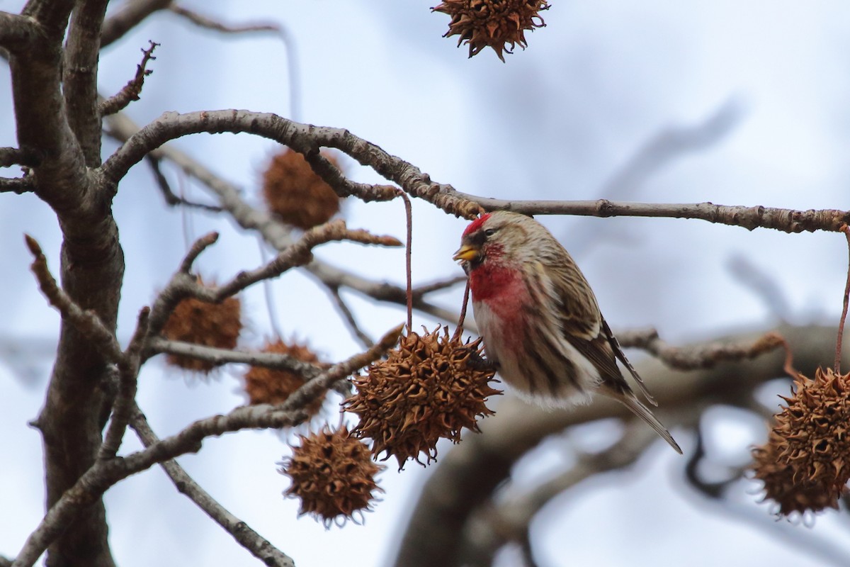 Redpoll (Common) - ML84449081