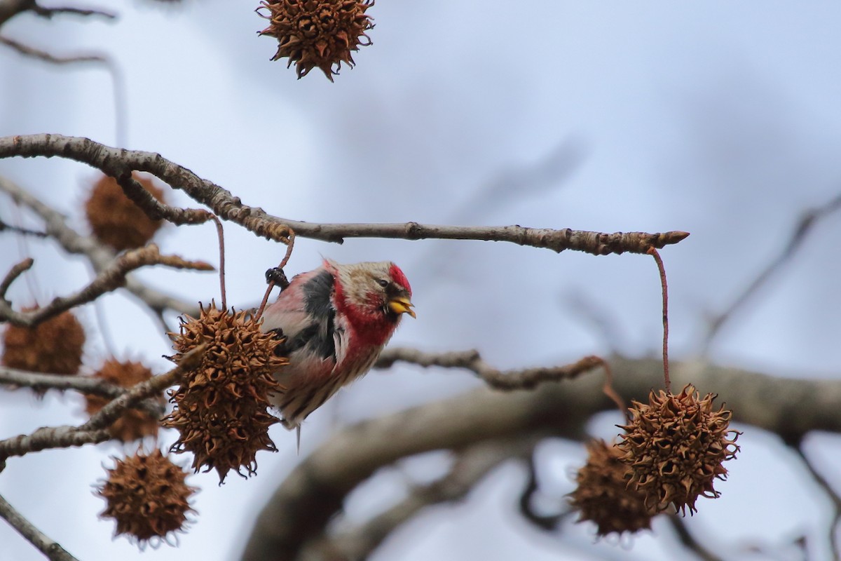 Redpoll (Common) - ML84449091