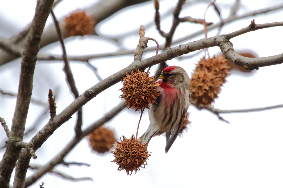 Redpoll (Common) - ML84449101