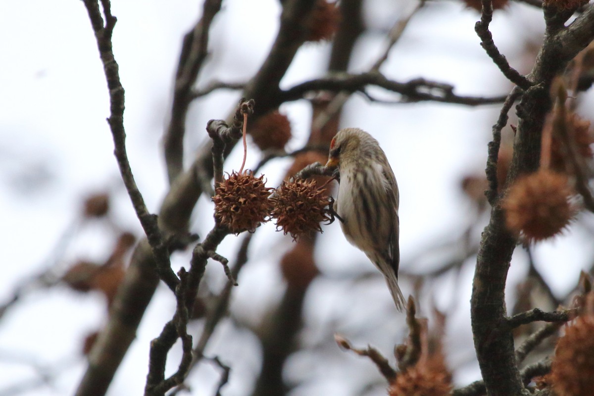 Redpoll (Common) - ML84449111