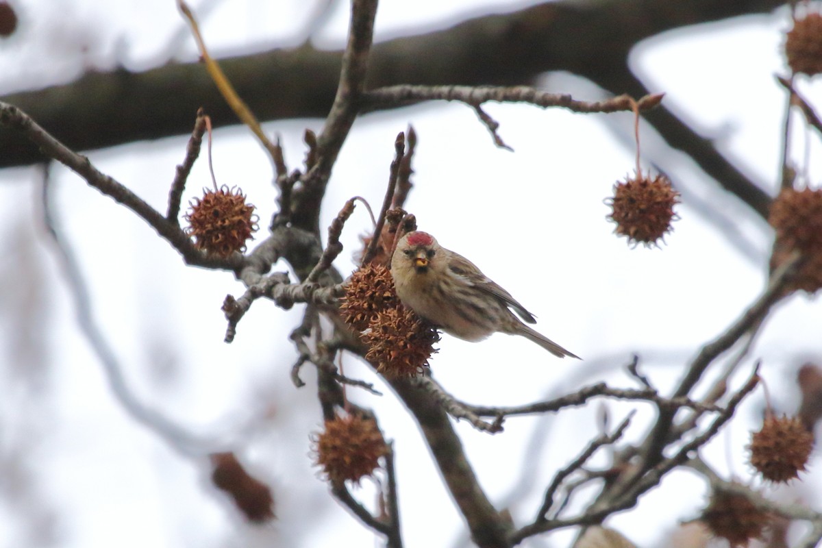 Redpoll (Common) - ML84449121