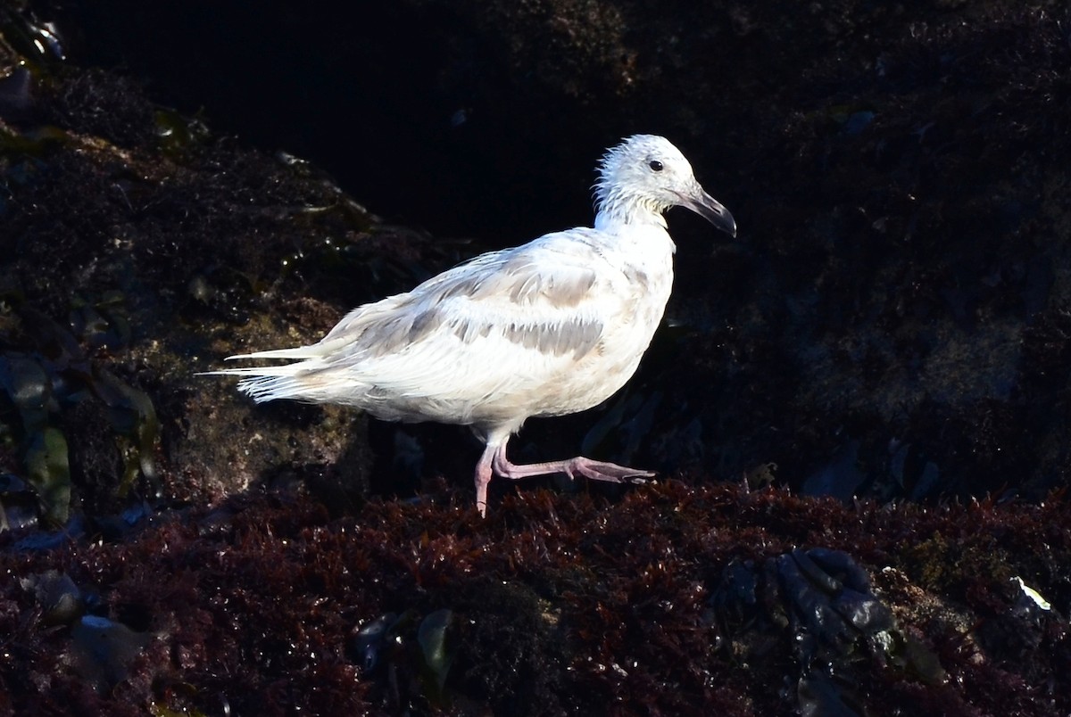 Glaucous-winged Gull - Steve Tucker