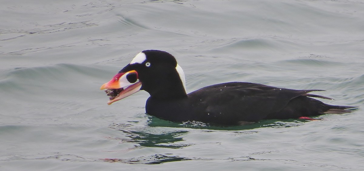 Surf Scoter - ML84449661