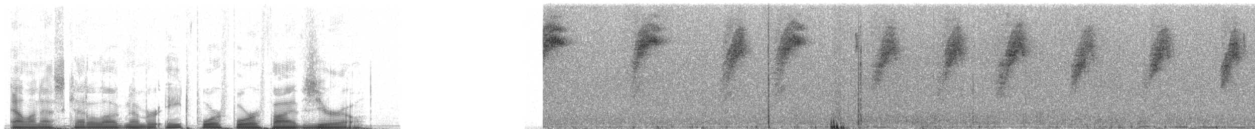 Tangara auréolé - ML84450