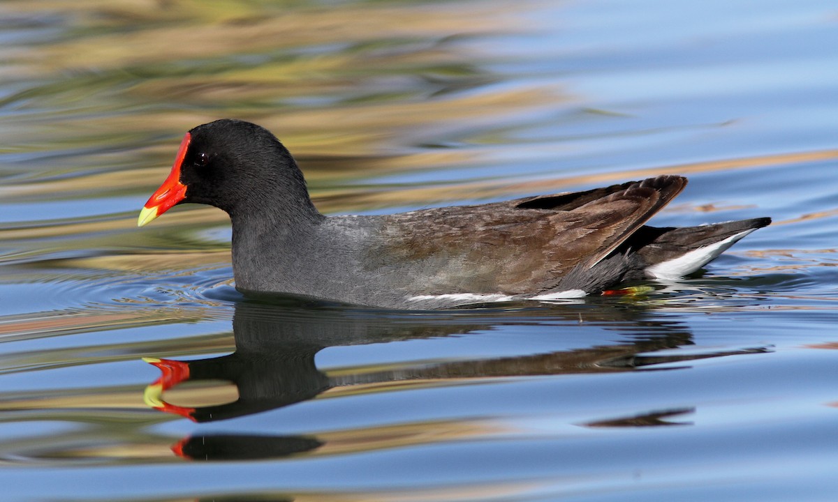 Common Gallinule - ML84452741