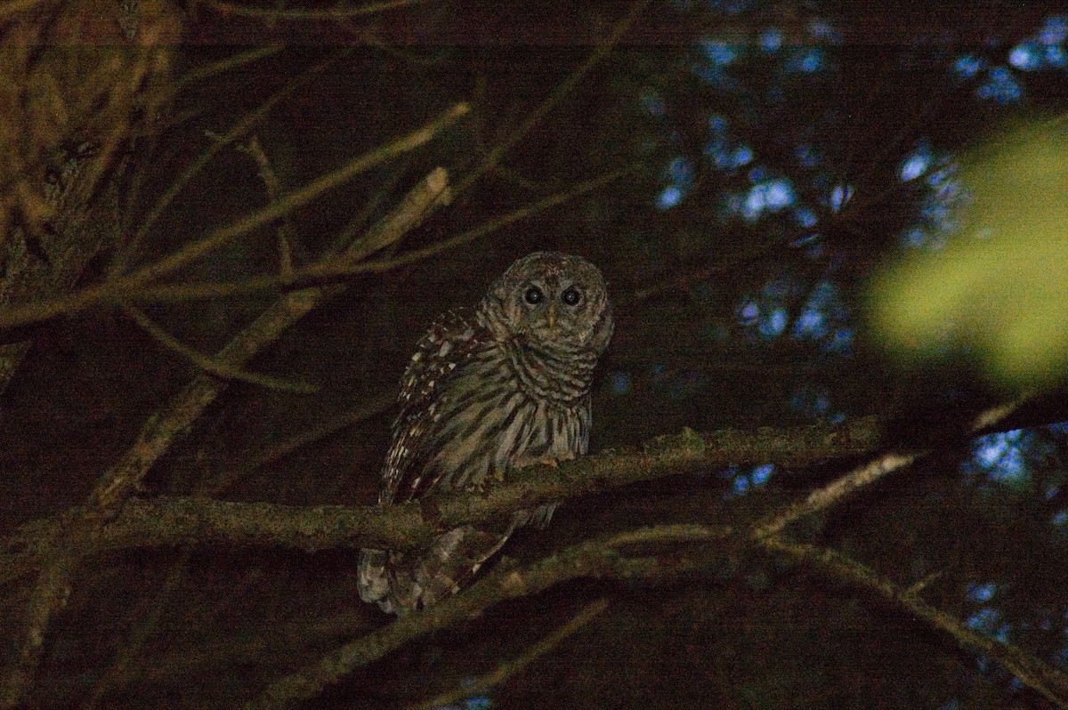 Barred Owl - ML84452781