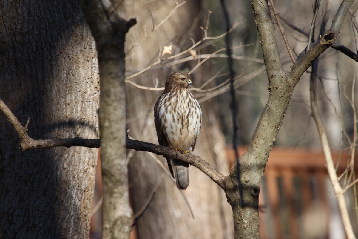 Red-shouldered Hawk - Billie Cantwell