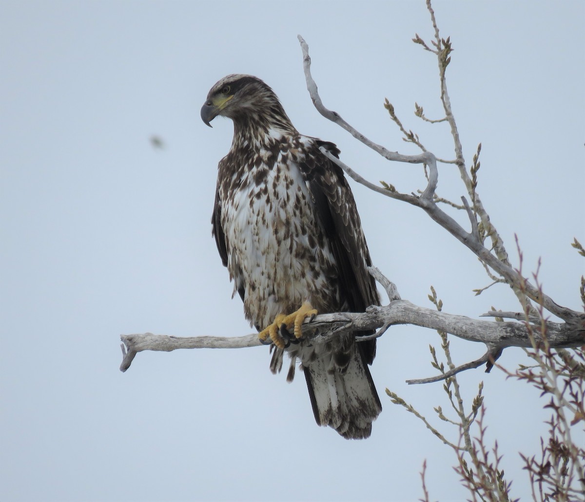 Bald Eagle - Jan Thom