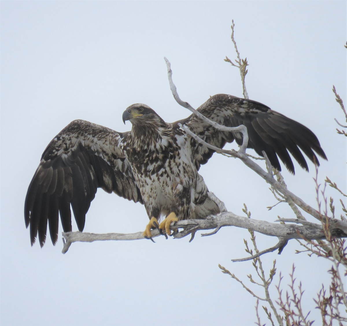 Bald Eagle - ML84457291