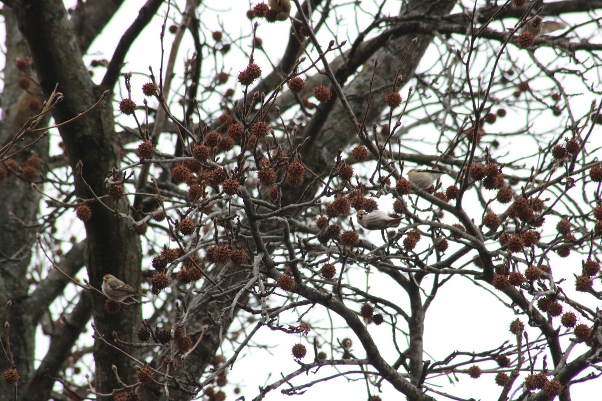 Redpoll (Common) - ML84457301